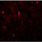 FXYD Domain Containing Ion Transport Regulator 7 antibody, LS-B9565, Lifespan Biosciences, Immunofluorescence image 
