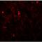FXYD Domain Containing Ion Transport Regulator 7 antibody, LS-B9565, Lifespan Biosciences, Immunofluorescence image 