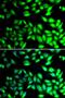 Protein Disulfide Isomerase Family A Member 6 antibody, LS-C346205, Lifespan Biosciences, Immunofluorescence image 