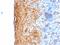 Involucrin antibody, GTX02654, GeneTex, Immunohistochemistry paraffin image 