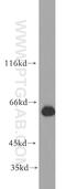 Zinc Finger Protein 703 antibody, 21075-1-AP, Proteintech Group, Western Blot image 