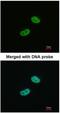 Wilms tumor 1 antibody, NBP1-31314, Novus Biologicals, Immunofluorescence image 