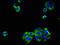 Protocadherin Gamma Subfamily C, 3 antibody, orb400772, Biorbyt, Immunofluorescence image 