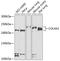 Collagen Type IV Alpha 2 Chain antibody, GTX64674, GeneTex, Western Blot image 