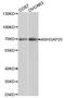 Rho GTPase Activating Protein 25 antibody, LS-C331364, Lifespan Biosciences, Western Blot image 