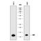 Macrophage Migration Inhibitory Factor antibody, MAB2893, R&D Systems, Western Blot image 