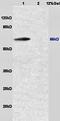 Biorientation Of Chromosomes In Cell Division 1 antibody, orb100042, Biorbyt, Western Blot image 