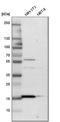 RNA Binding Motif Protein 3 antibody, HPA003624, Atlas Antibodies, Western Blot image 