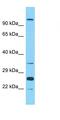 Olfactory Receptor Family 10 Subfamily A Member 2 antibody, orb327061, Biorbyt, Western Blot image 