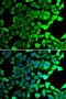 Ubiquitin Specific Peptidase 8 antibody, PA5-77104, Invitrogen Antibodies, Immunofluorescence image 