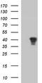 Jun-d antibody, TA590607, Origene, Western Blot image 