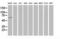 E3 ubiquitin-protein ligase MGRN1 antibody, LS-C172845, Lifespan Biosciences, Western Blot image 