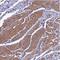 Protein naked cuticle homolog 1 antibody, NBP2-30988, Novus Biologicals, Immunohistochemistry paraffin image 