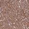 TRIM61 antibody, HPA049109, Atlas Antibodies, Immunohistochemistry paraffin image 