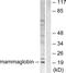 Secretoglobin Family 2A Member 2 antibody, LS-C118510, Lifespan Biosciences, Western Blot image 
