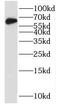 NUCB1 antibody, FNab05891, FineTest, Western Blot image 