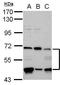 Prolyl 4-Hydroxylase, Transmembrane antibody, PA5-30752, Invitrogen Antibodies, Western Blot image 