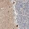 Zinc Finger Protein 703 antibody, PA5-54932, Invitrogen Antibodies, Immunohistochemistry paraffin image 