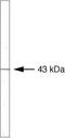 RAD51 Recombinase antibody, 35-6500, Invitrogen Antibodies, Western Blot image 