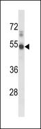 Sphingosine-1-Phosphate Receptor 1 antibody, LS-C100385, Lifespan Biosciences, Western Blot image 