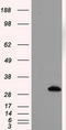 Thiopurine S-Methyltransferase antibody, TA501069, Origene, Western Blot image 