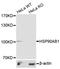 Heat Shock Protein 90 Alpha Family Class B Member 1 antibody, LS-C335129, Lifespan Biosciences, Western Blot image 