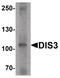 DIS3 Homolog, Exosome Endoribonuclease And 3'-5' Exoribonuclease antibody, PA5-34549, Invitrogen Antibodies, Western Blot image 