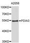 Protein Disulfide Isomerase Family A Member 3 antibody, STJ110912, St John
