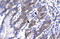 ETS Transcription Factor ELK4 antibody, orb324373, Biorbyt, Immunohistochemistry paraffin image 