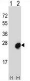 MID1 Interacting Protein 1 antibody, AP52696PU-N, Origene, Western Blot image 