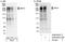 Mediator Of DNA Damage Checkpoint 1 antibody, A300-053A, Bethyl Labs, Western Blot image 