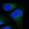 Family With Sequence Similarity 81 Member A antibody, PA5-51644, Invitrogen Antibodies, Immunofluorescence image 