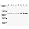 Nitric oxide synthase antibody, PA1330-1, Boster Biological Technology, Western Blot image 