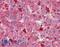 TSC Complex Subunit 1 antibody, LS-B4456, Lifespan Biosciences, Immunohistochemistry frozen image 