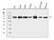 TANK Binding Kinase 1 antibody, A00261-1, Boster Biological Technology, Western Blot image 
