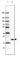 Peroxiredoxin Like 2B antibody, HPA006403, Atlas Antibodies, Western Blot image 