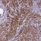 BCL2 Like 13 antibody, NBP1-90002, Novus Biologicals, Immunohistochemistry frozen image 