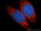 Reticulocalbin 2 antibody, 10193-2-AP, Proteintech Group, Immunofluorescence image 