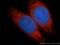 Reticulocalbin-2 antibody, 10193-2-AP, Proteintech Group, Immunofluorescence image 