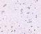 Syntaphilin antibody, NBP1-76908, Novus Biologicals, Immunohistochemistry frozen image 