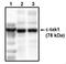 Lymphoid Enhancer Binding Factor 1 antibody, orb108656, Biorbyt, Western Blot image 