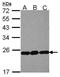 60S ribosomal protein L9 antibody, GTX114728, GeneTex, Western Blot image 