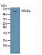 Growth Factor Receptor Bound Protein 7 antibody, LS-C294361, Lifespan Biosciences, Western Blot image 