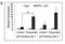 Apurinic/Apyrimidinic Endodeoxyribonuclease 1 antibody, NB100-116, Novus Biologicals, Immunoprecipitation image 