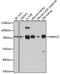 Matrix Metallopeptidase 13 antibody, A11755, ABclonal Technology, Western Blot image 