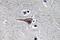 Epidermal Growth Factor antibody, LS-C291697, Lifespan Biosciences, Immunohistochemistry frozen image 