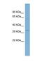 STIM Activating Enhancer antibody, NBP1-69238, Novus Biologicals, Western Blot image 