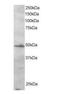 Interferon Regulatory Factor 2 antibody, orb18405, Biorbyt, Western Blot image 