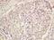 Killer Cell Lectin Like Receptor F2 antibody, orb184533, Biorbyt, Immunohistochemistry paraffin image 