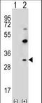 Claudin 2 antibody, LS-C168813, Lifespan Biosciences, Western Blot image 
